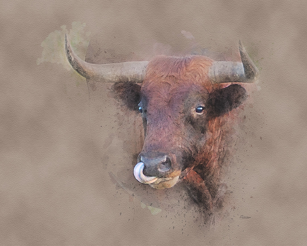 Corriente Craving by David W Schafer