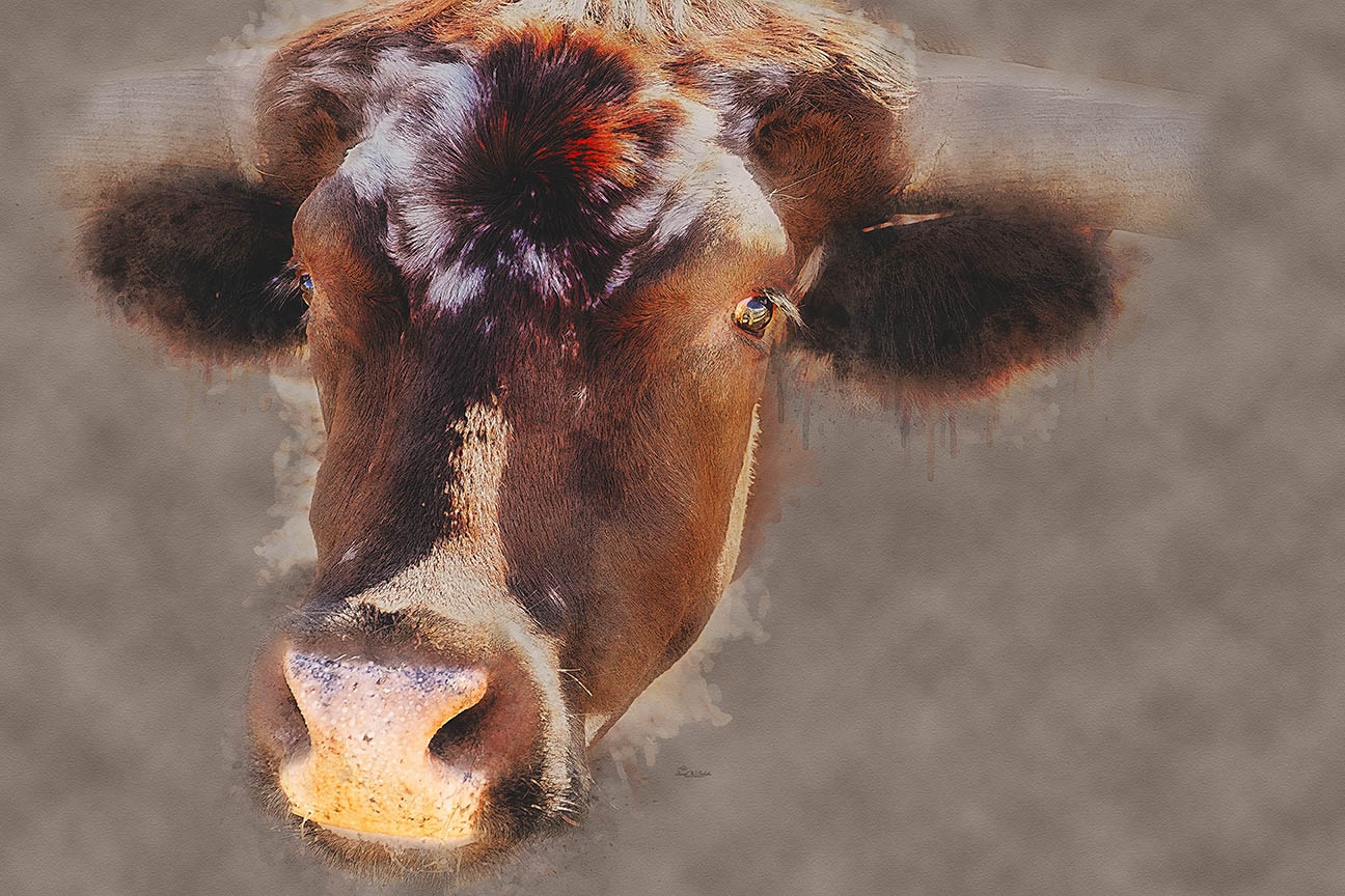 Click here to view Corriente Cow Curiosity by David W Schafer