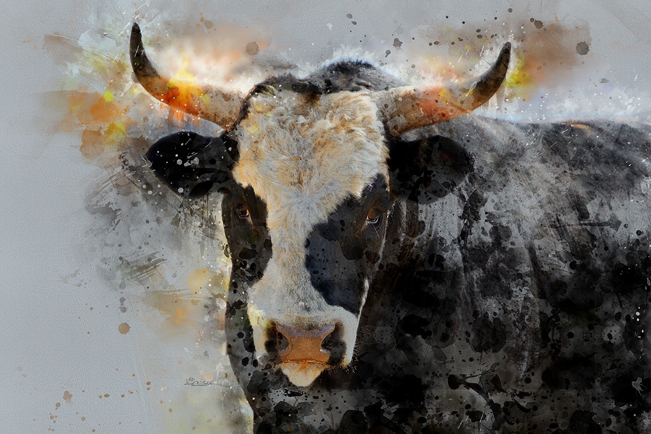Click here to view Color-Bull by David W Schafer