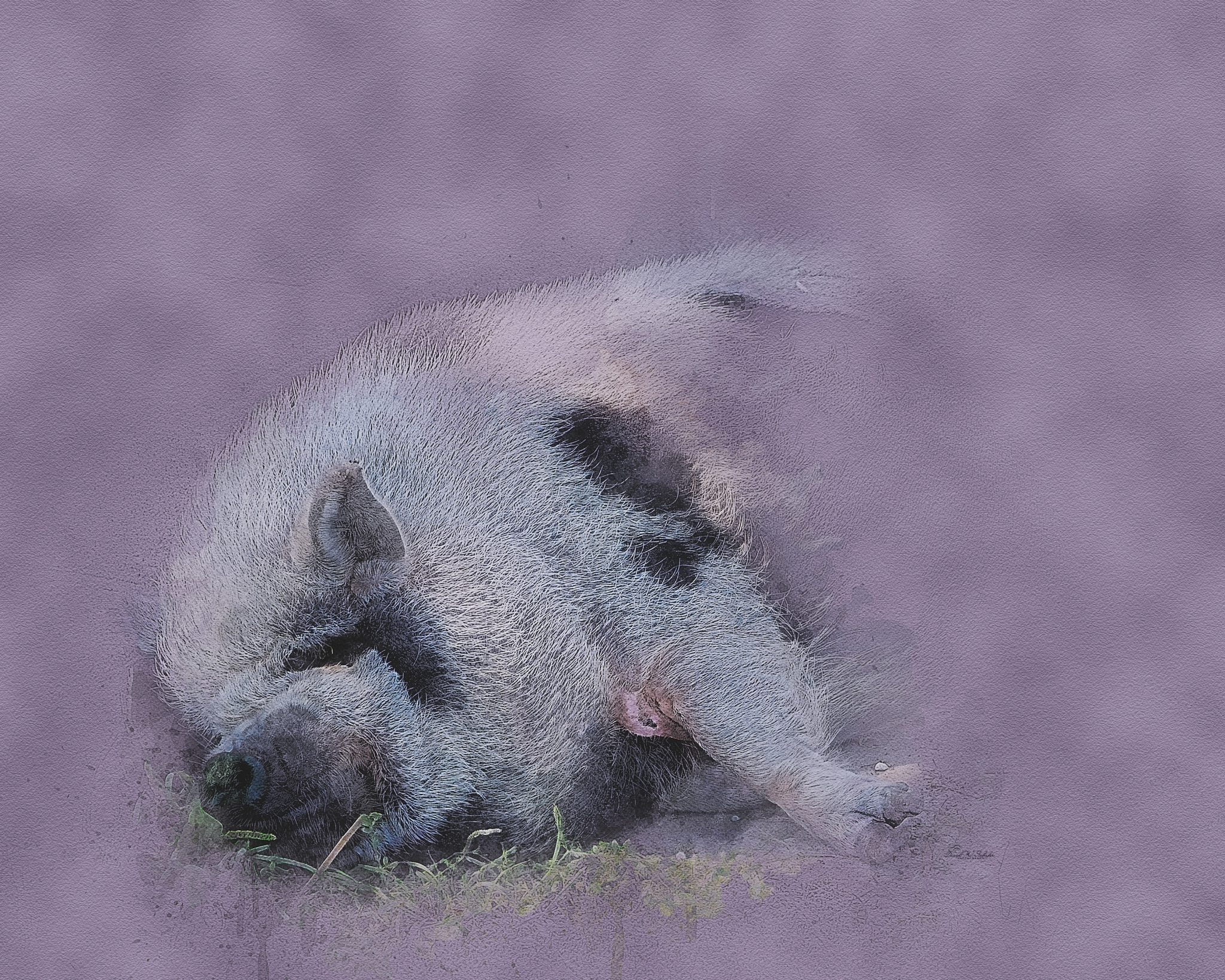 Pot-bellied Lavender Lullaby by David W Schafer