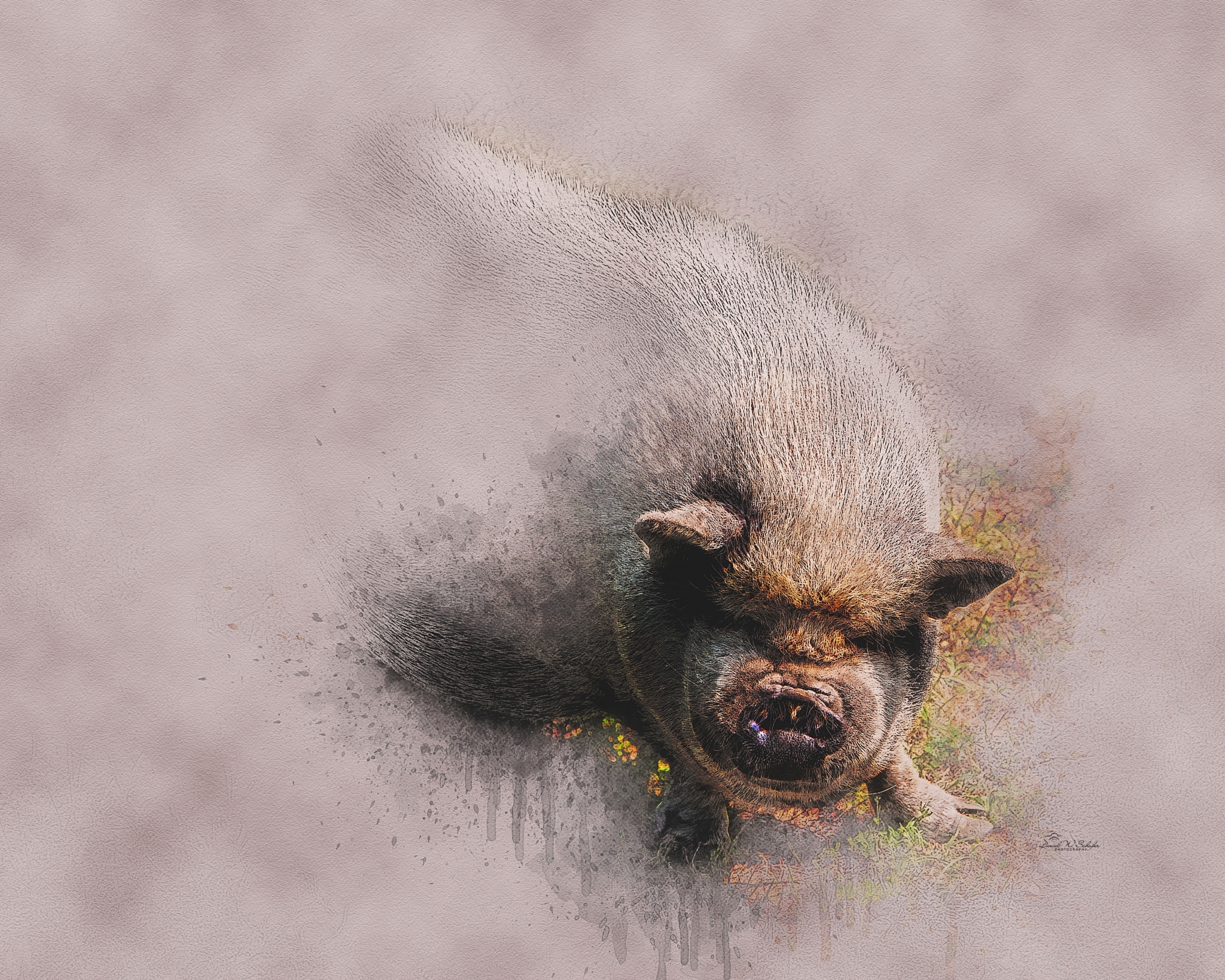 Click here to view Pigs artwork by David W Schafer