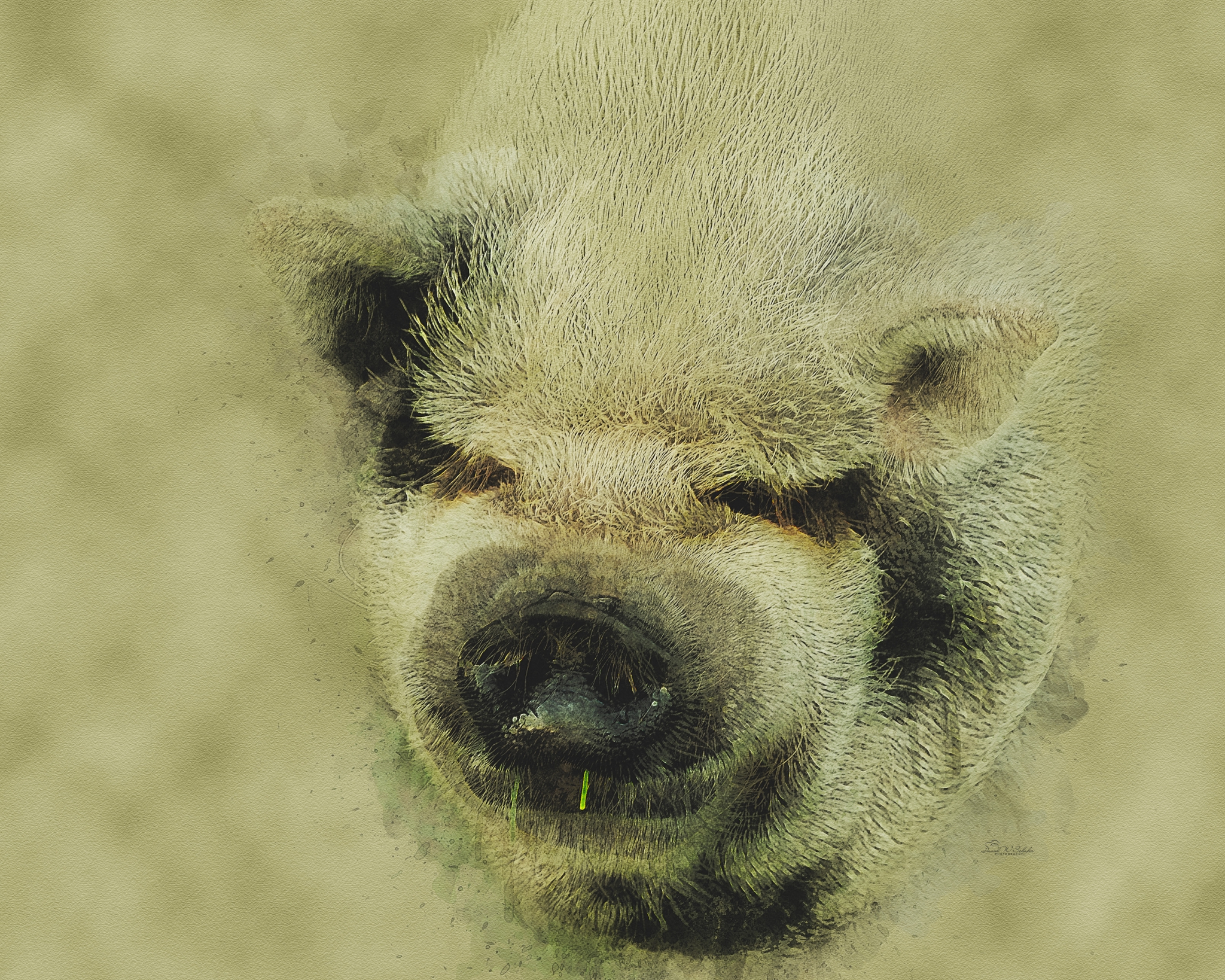 Click here to view Soft-Snout Daydreams by David W Schafer