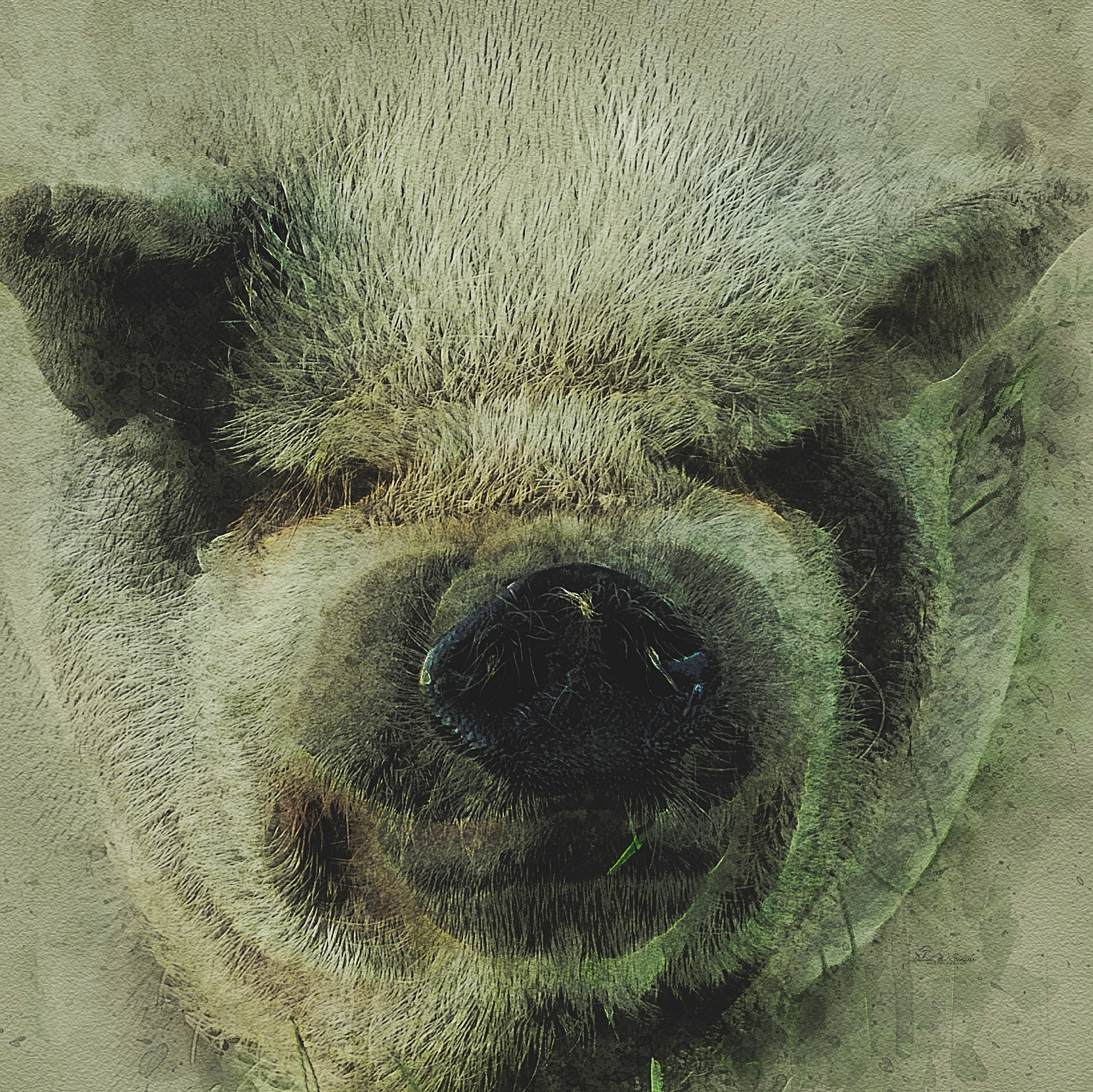 Click here to view Ponderous Piggy Portrait by David W Schafer