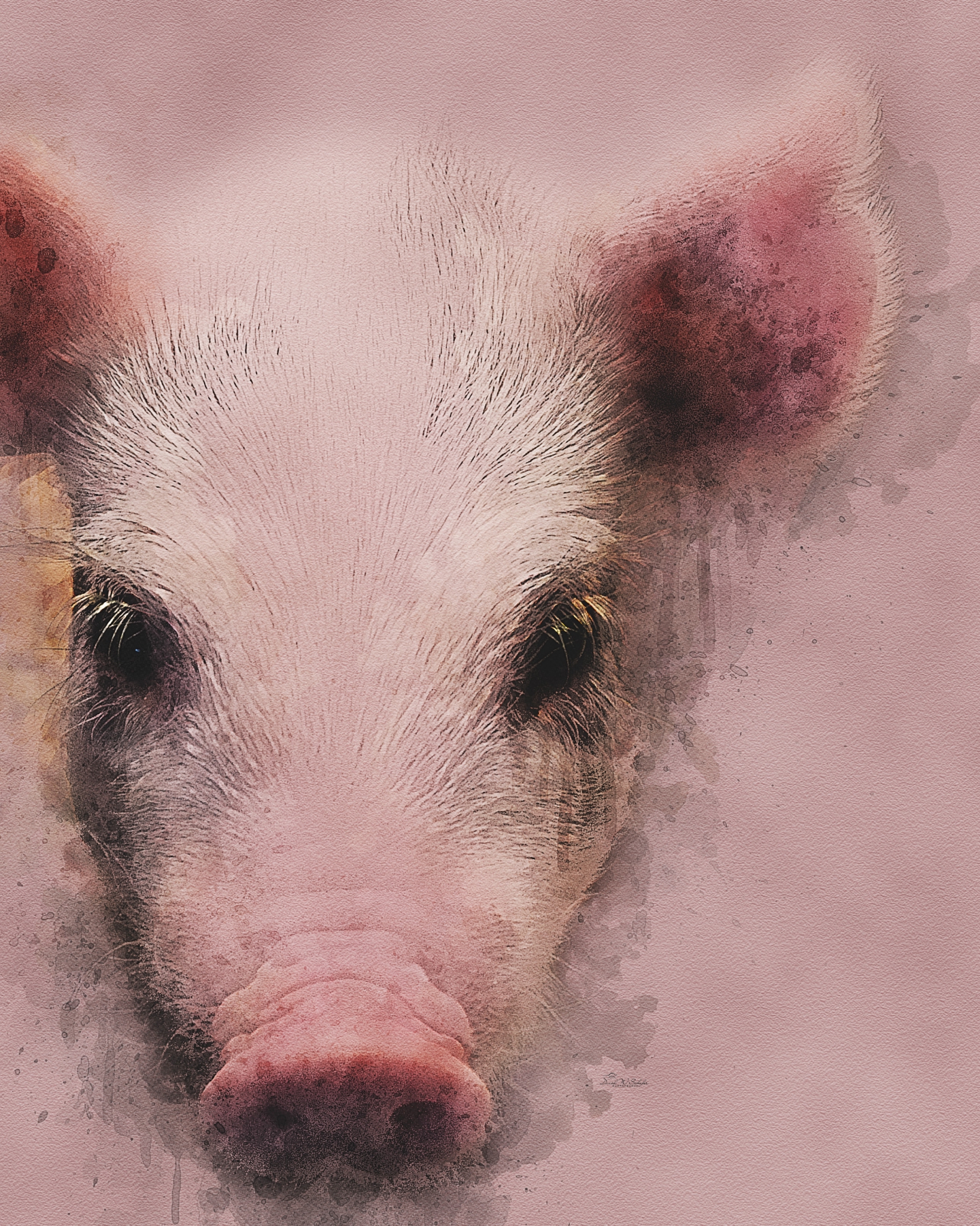 Click here to view Snuggly Snout Moments by David W Schafer