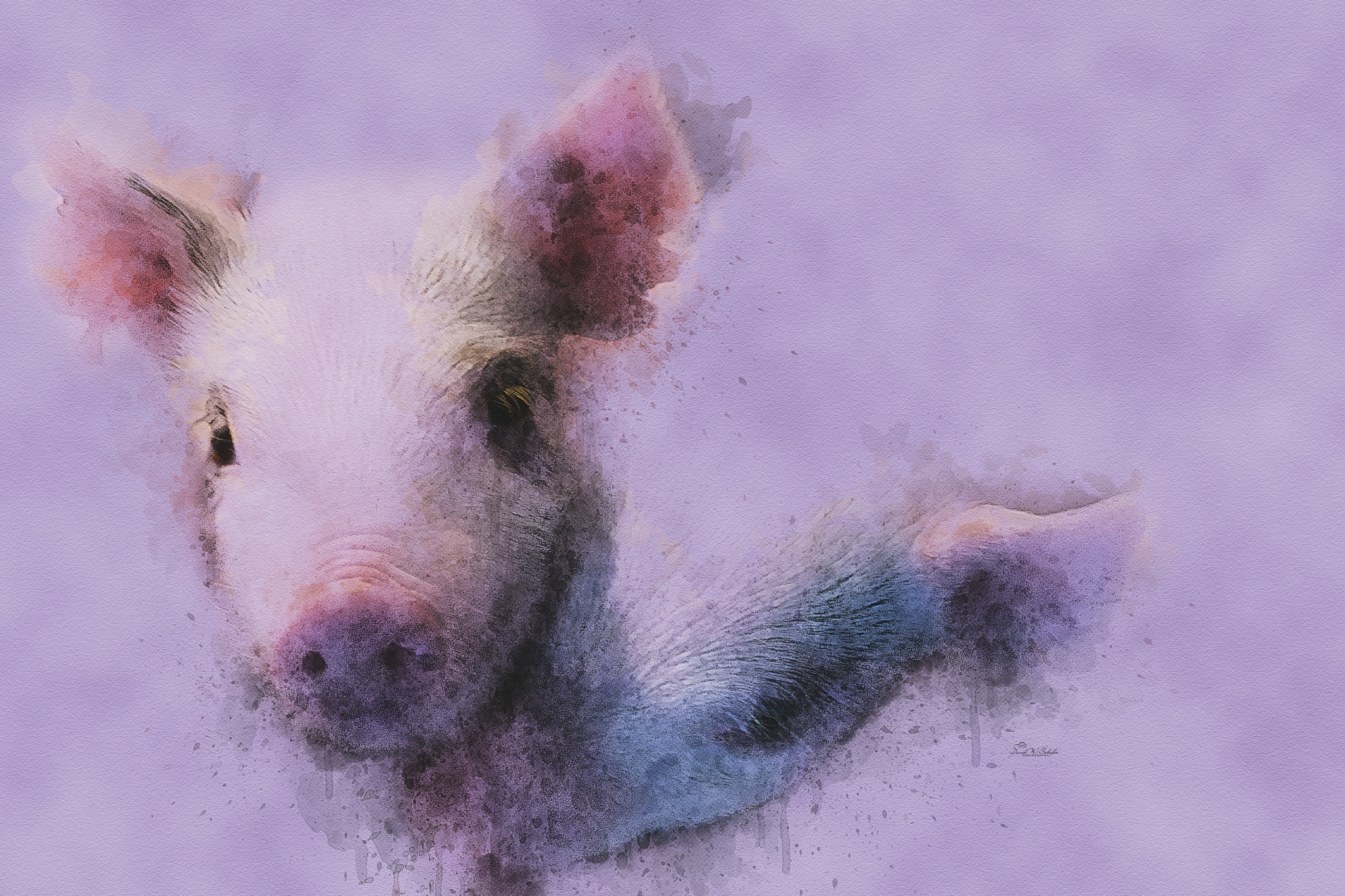 Piggy Pair in Pastel by David W Schafer