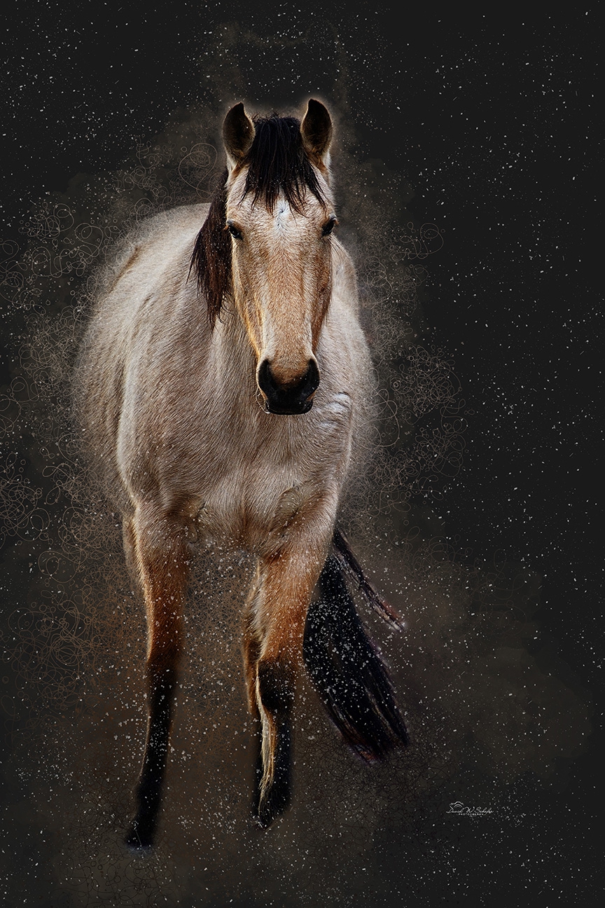 Click here to view Buckskin Beauty by David W Schafer