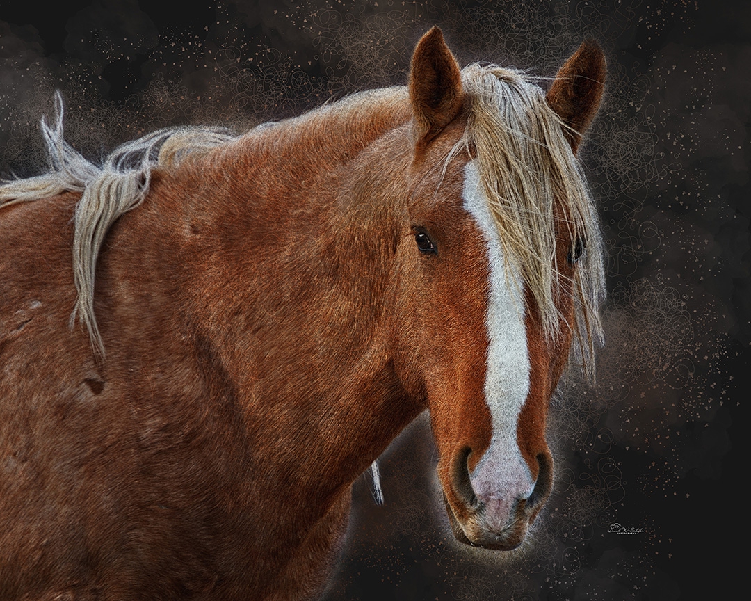 Click here to view Portrait of a Palomino by David W Schafer