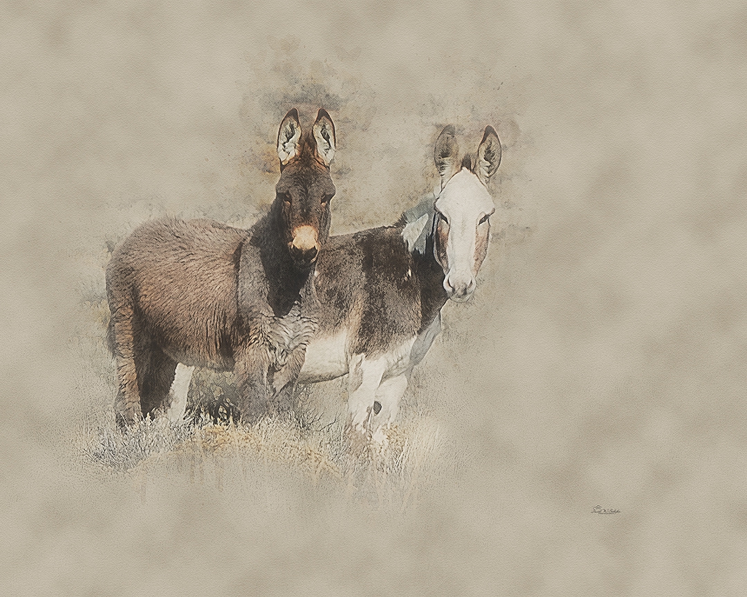 Click here to view Donkeys artwork by David W Schafer
