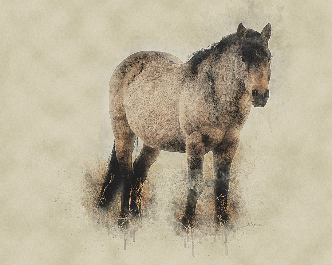 Sturdy Buckskin Stallion by David W Schafer