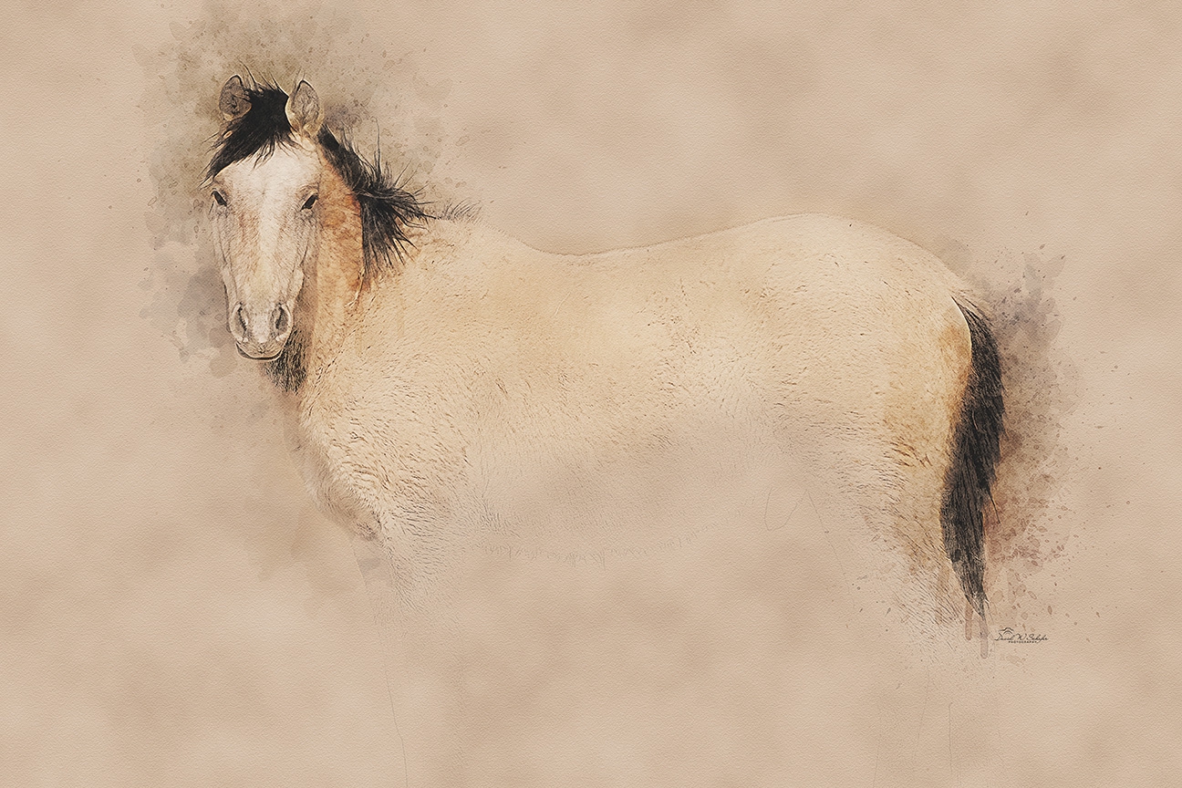Creamy Steed by David W Schafer