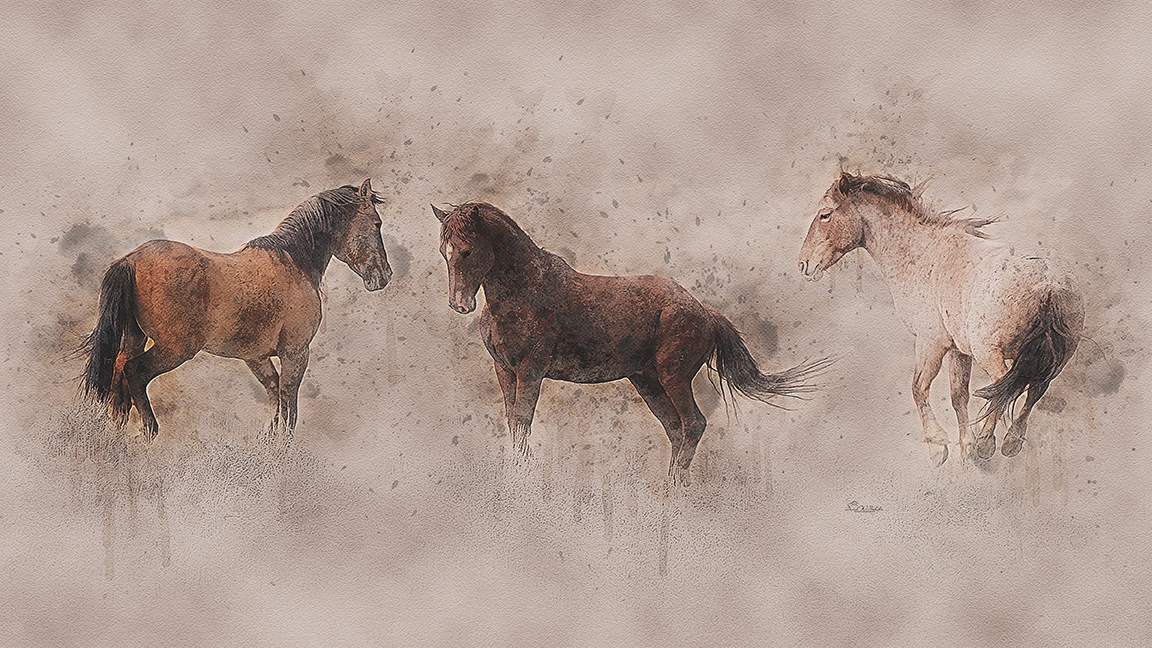 Click here to view Equine Ballet by David W Schafer