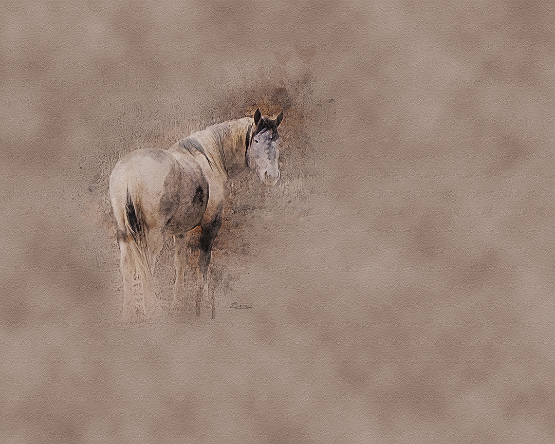 Click here to view Painted Pony by David W Schafer