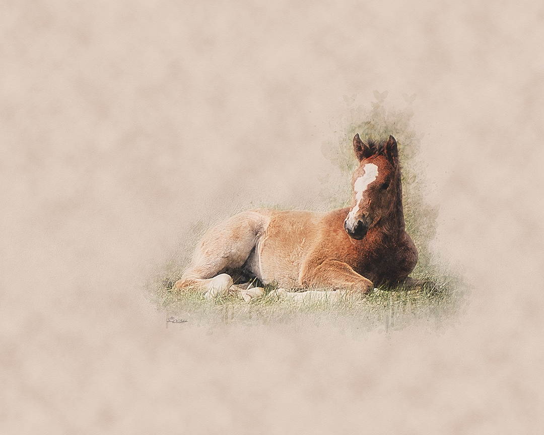 Click here to view A Foal's Repose by David W Schafer