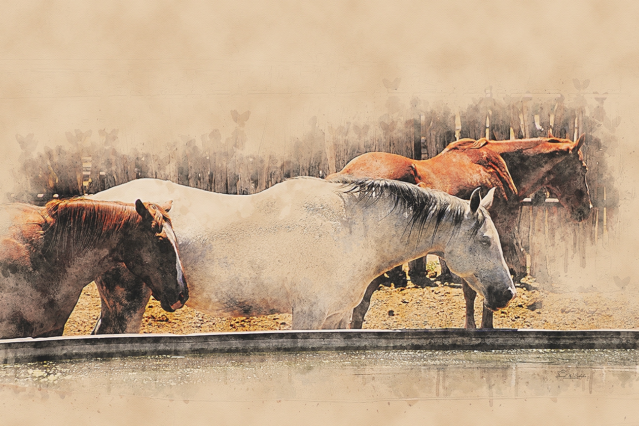 Click here to view Equine Siesta by David W Schafer