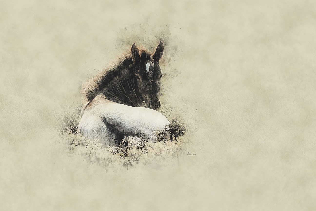 Click here to view Relaxing Foal by David W Schafer