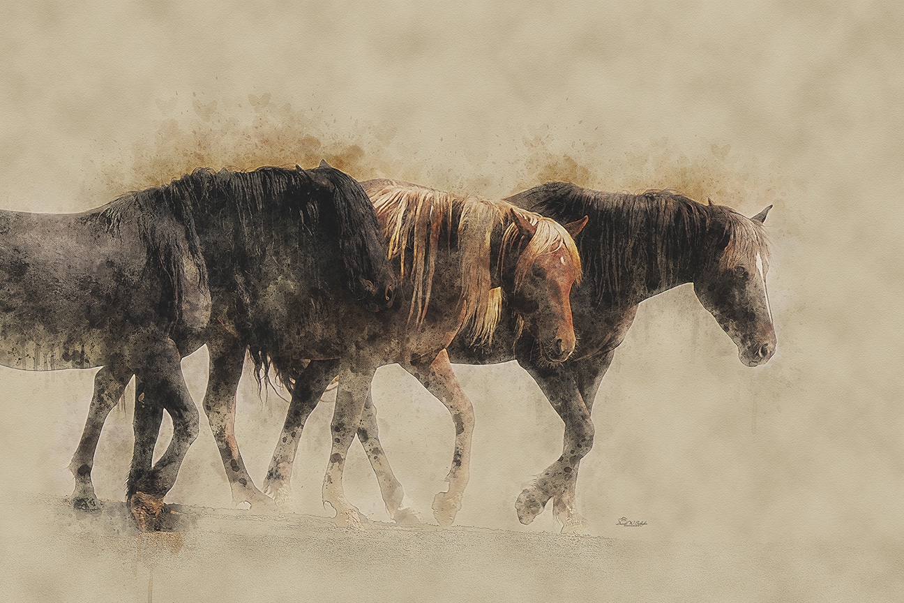 Equine Trio Tranquility by David W Schafer