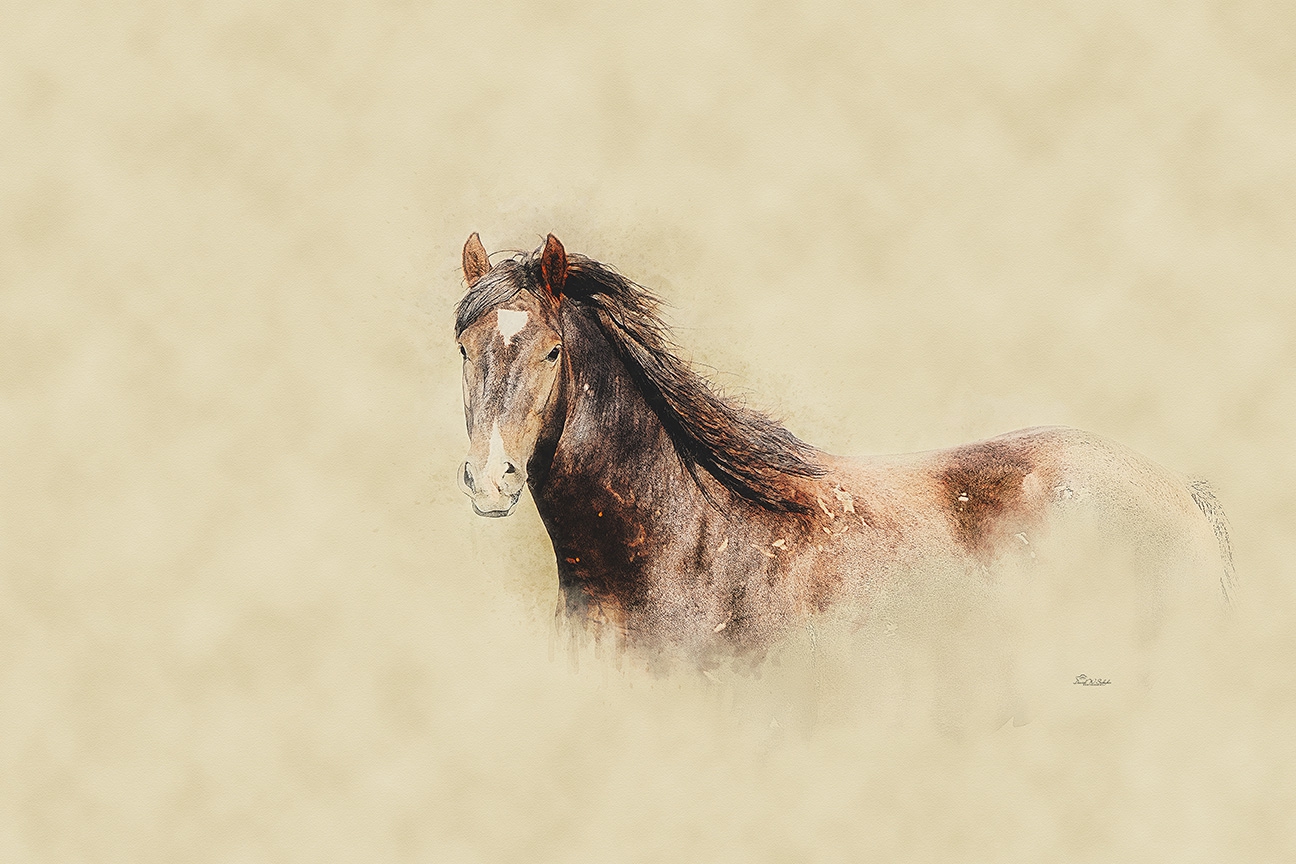 Sorrel Serenity by David W Schafer