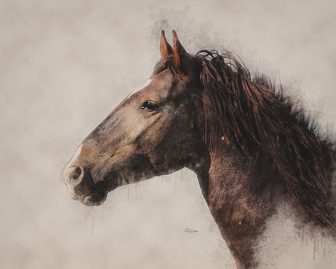 Click here to view Portrait of a Sorrel by David W Schafer