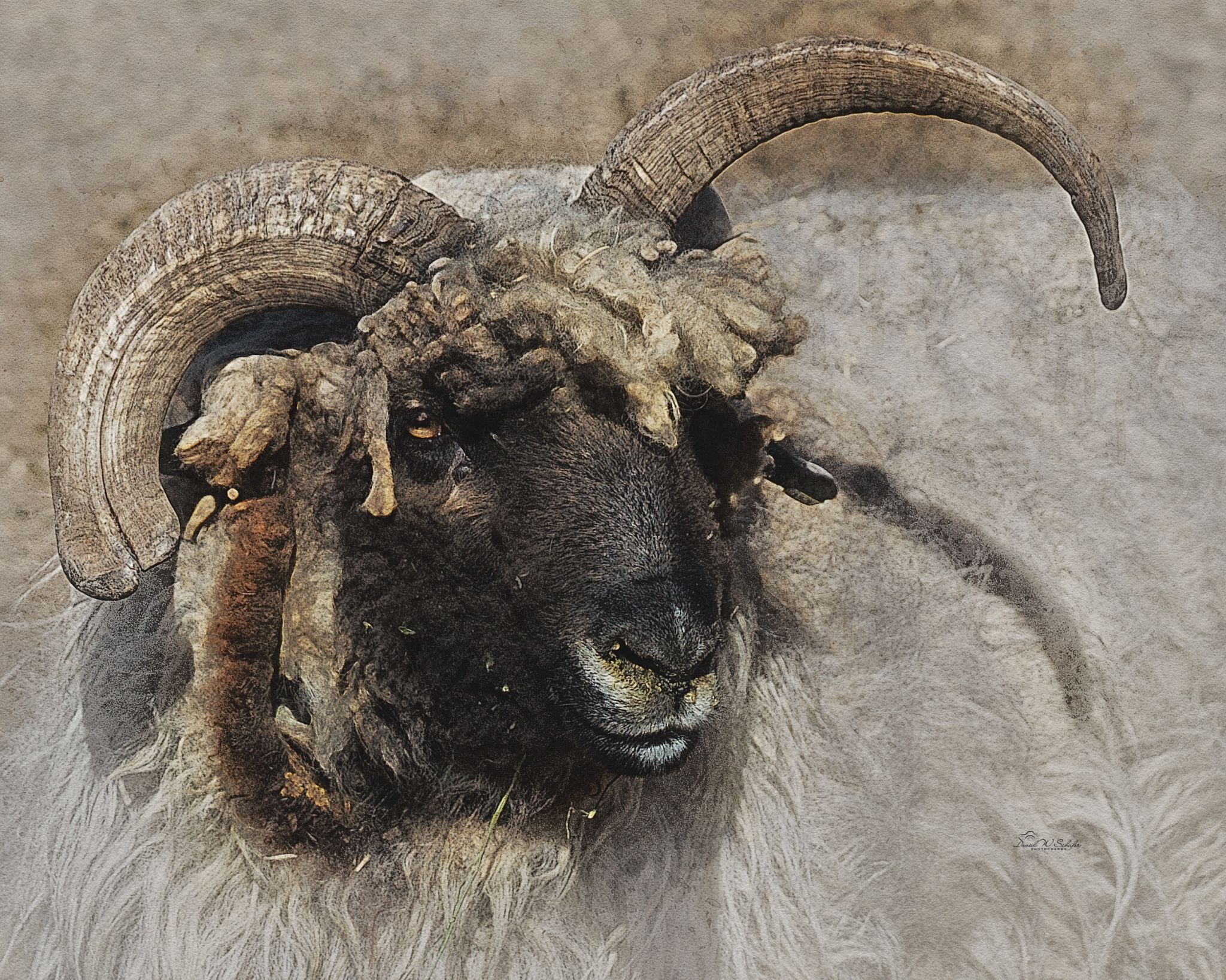 Click here to view Churro Ram by David W Schafer