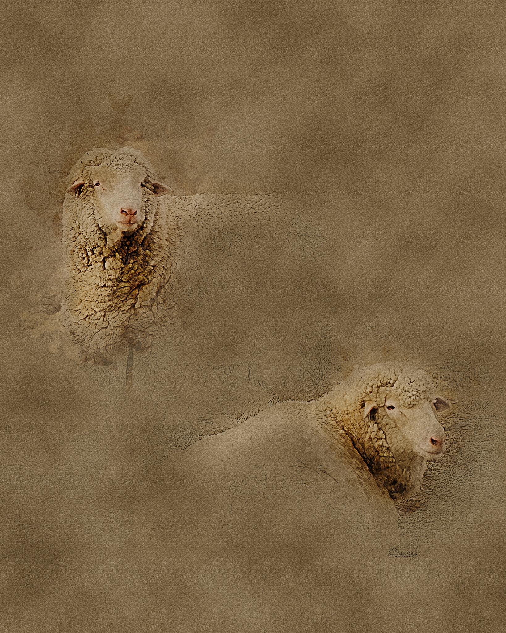 Click here to view Rural Ram Repose by David W Schafer