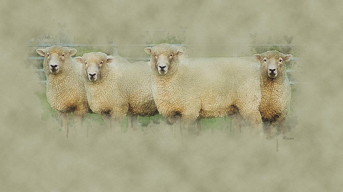 Wooly Zen Quartet by David W Schafer