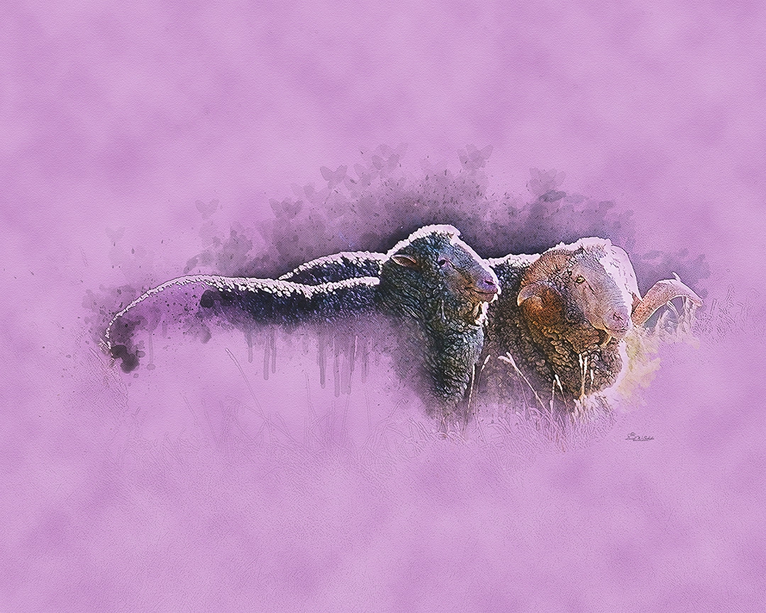 Click here to view Merinos in Mauve by David W Schafer