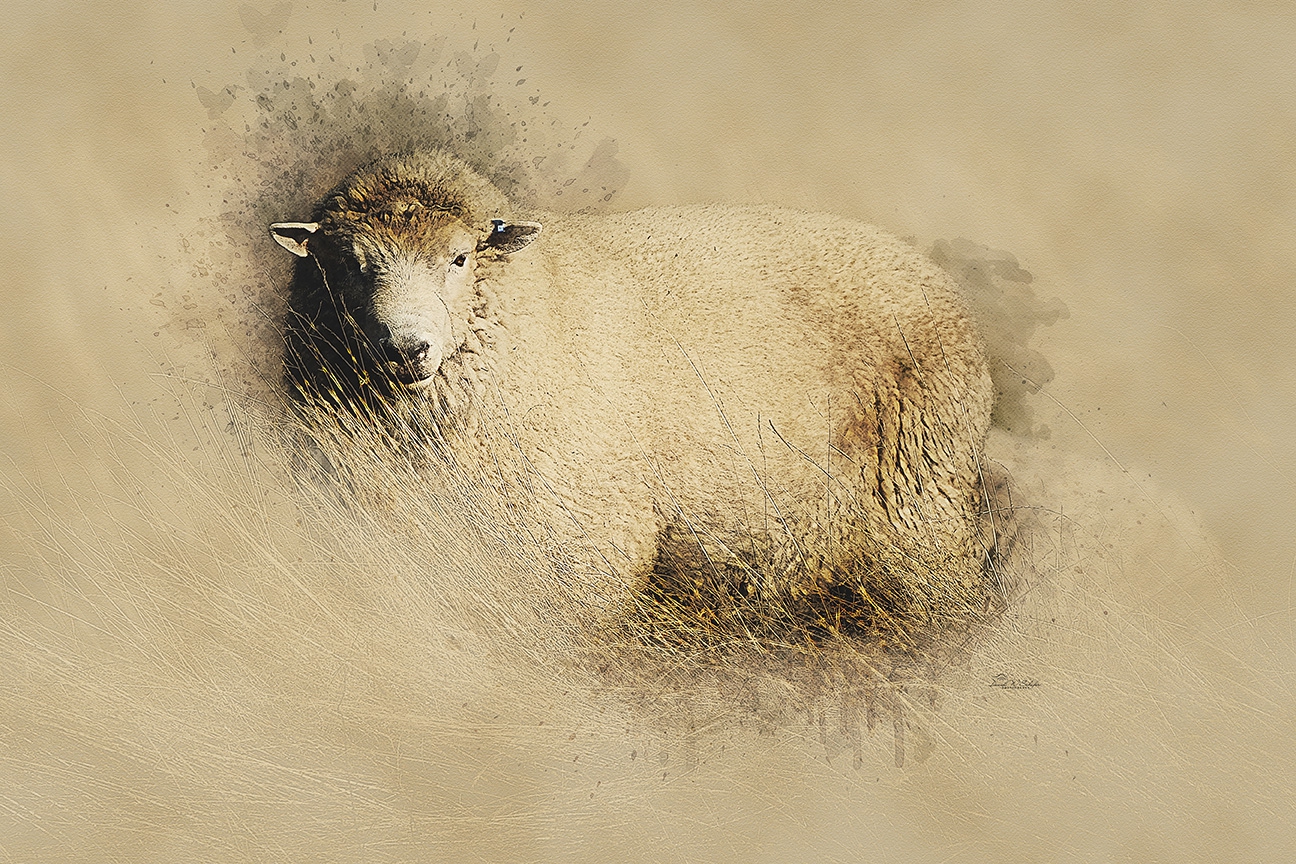 Romney Ram Reverie by David W Schafer
