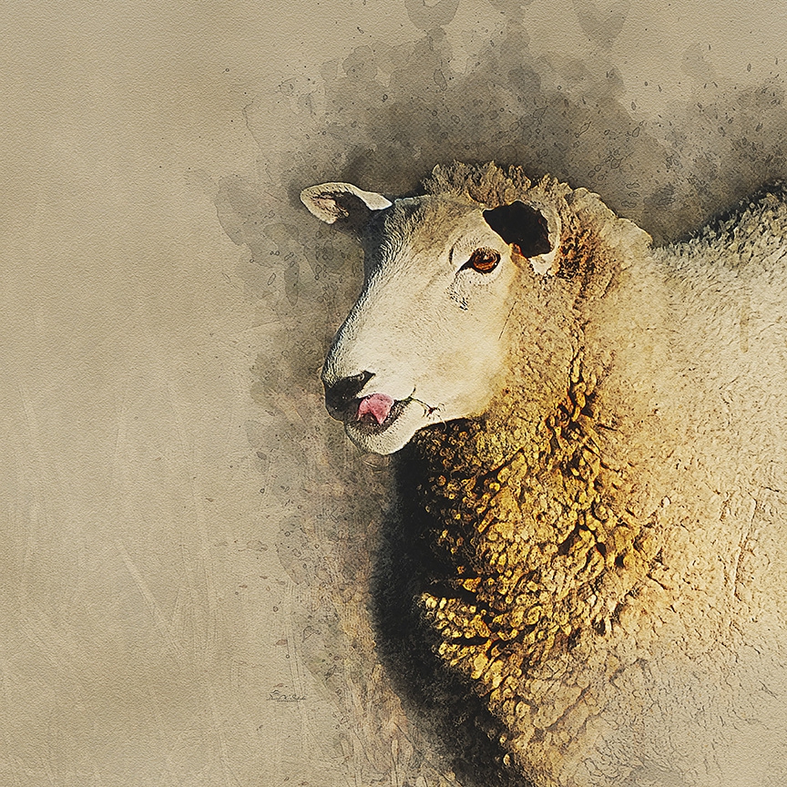Click here to view Ewe Look Delicious by David W Schafer