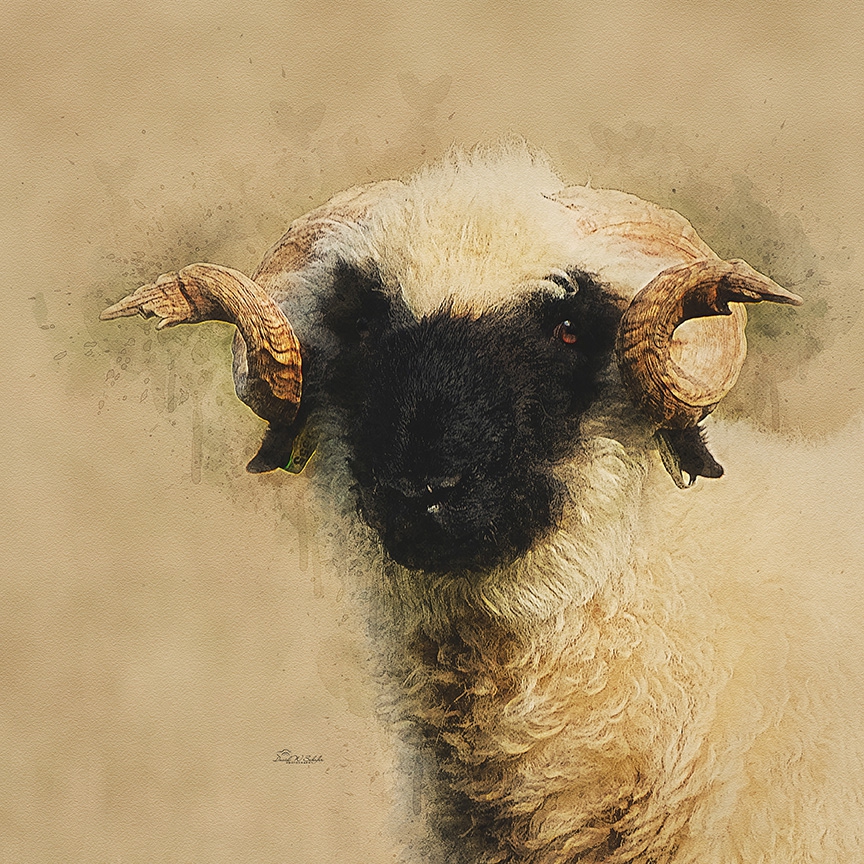 Click here to view Portrait of a Ram by David W Schafer