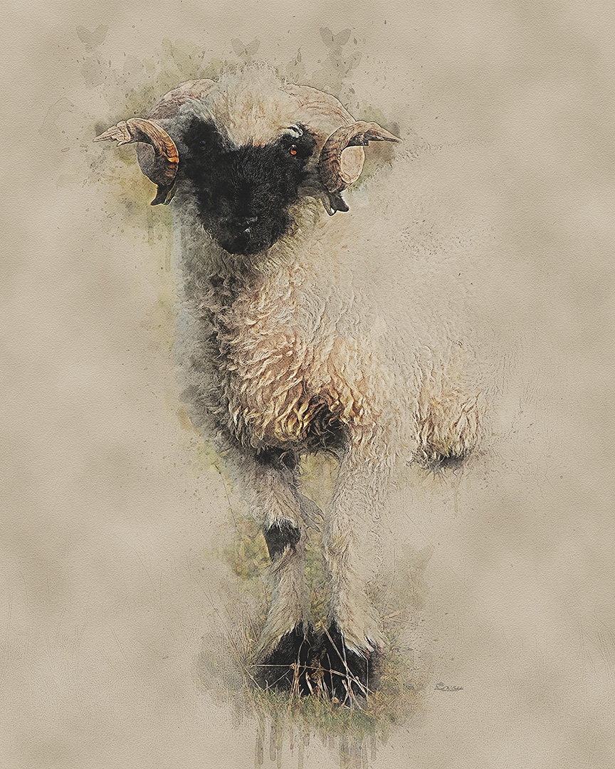 Click here to view Wooly Wonder by David W Schafer