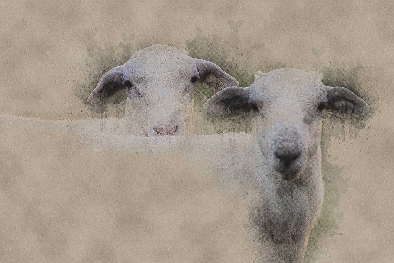 Click here to view Two of Ewe by David W Schafer