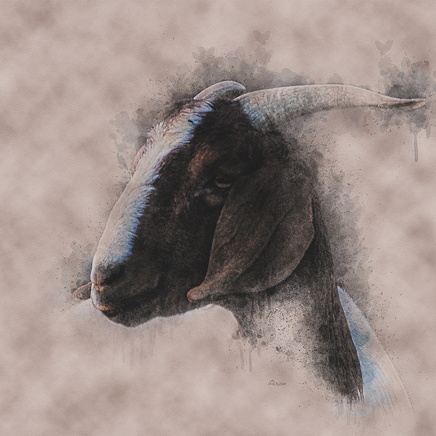 Click here to view Rustic Gazing Goat by David W Schafer