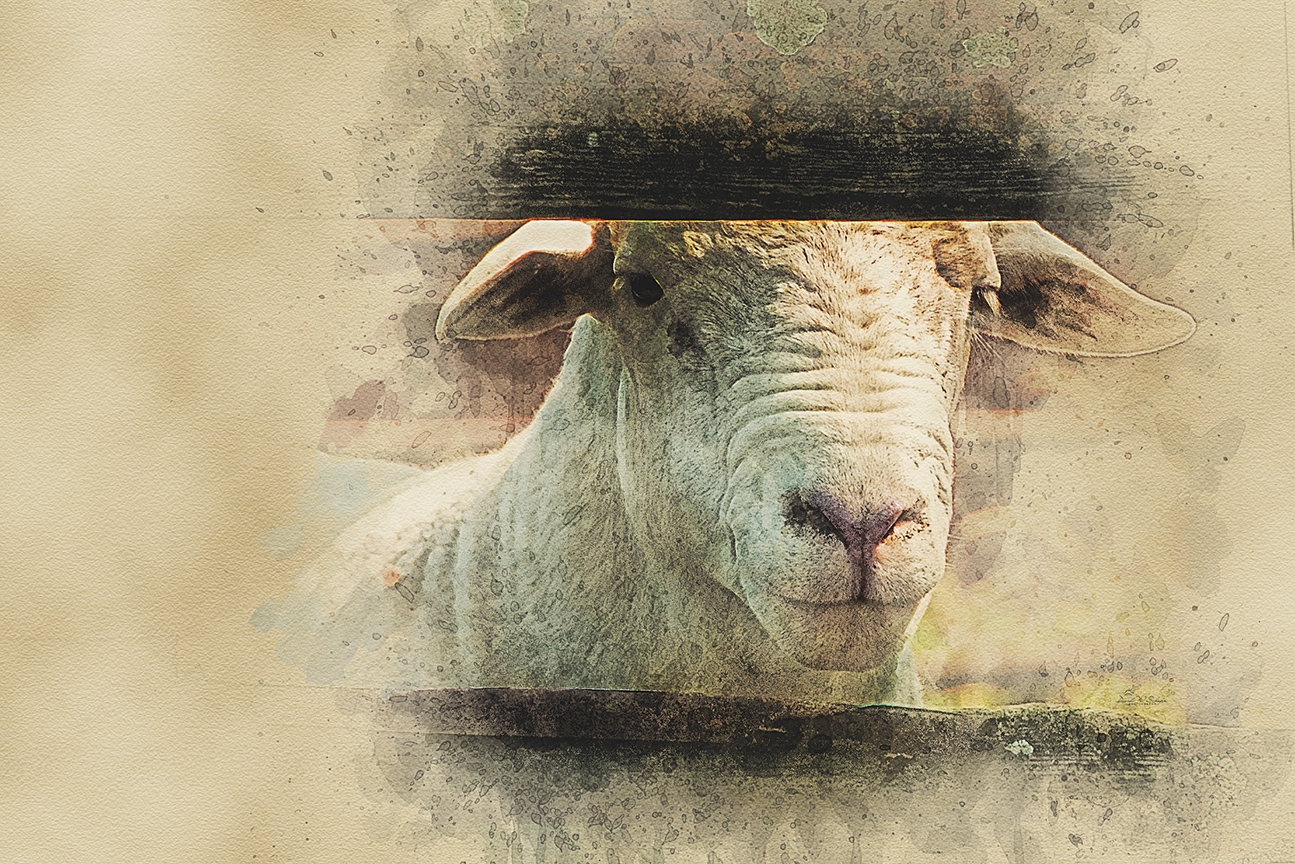 Click here to view Rustic Ram Gaze by David W Schafer