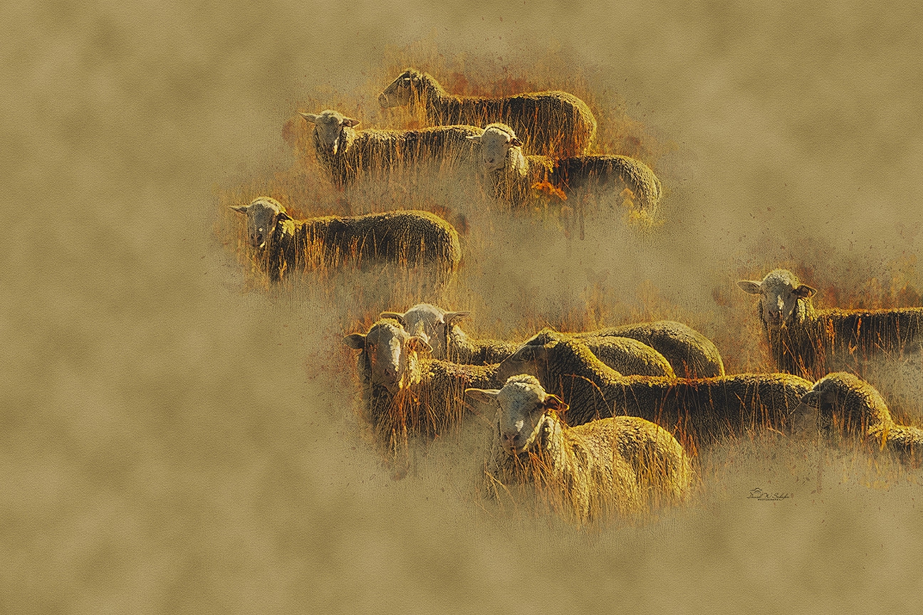 Click here to view Ewes Bathed in Golden Light by David W Schafer