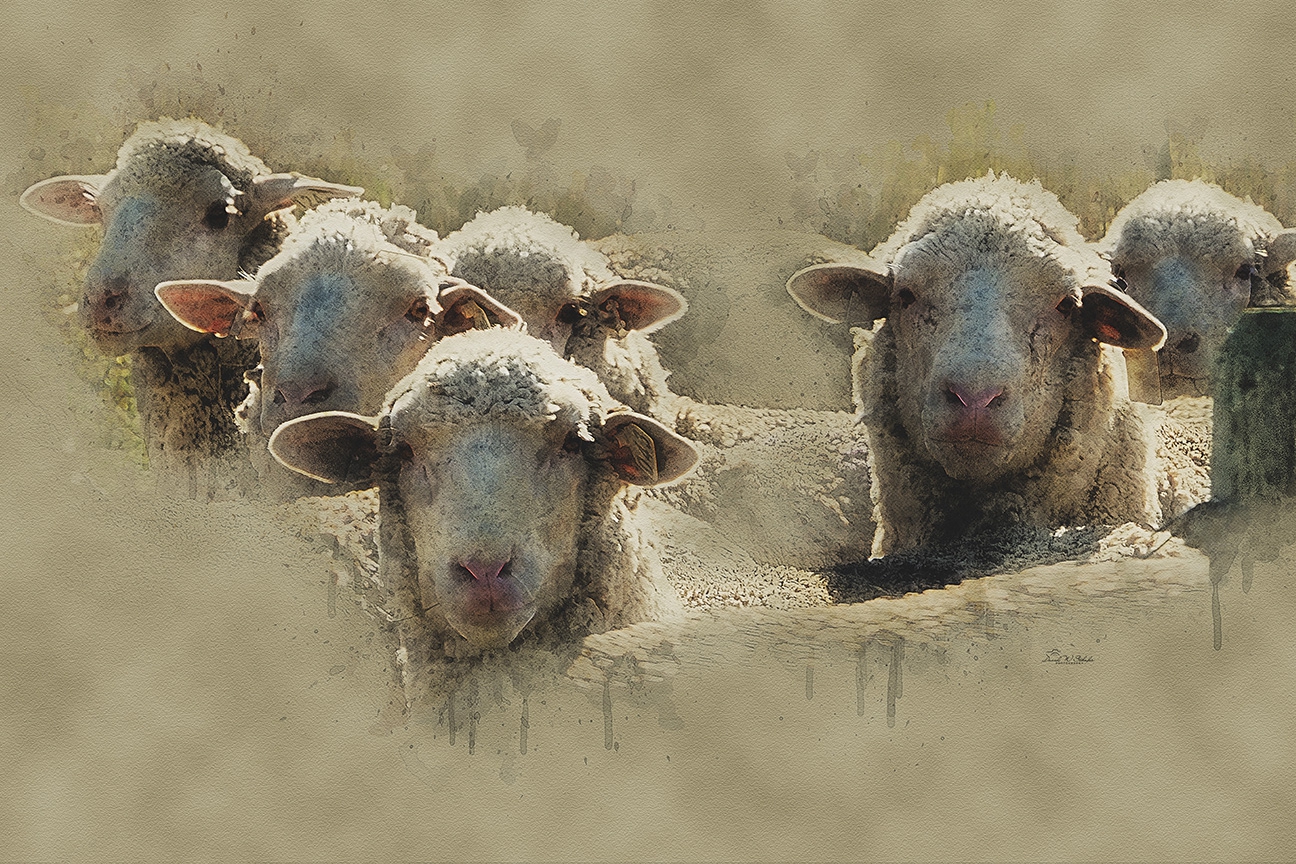 Click here to view Ewe-nique Moments in Earthy Tones by David W Schafer