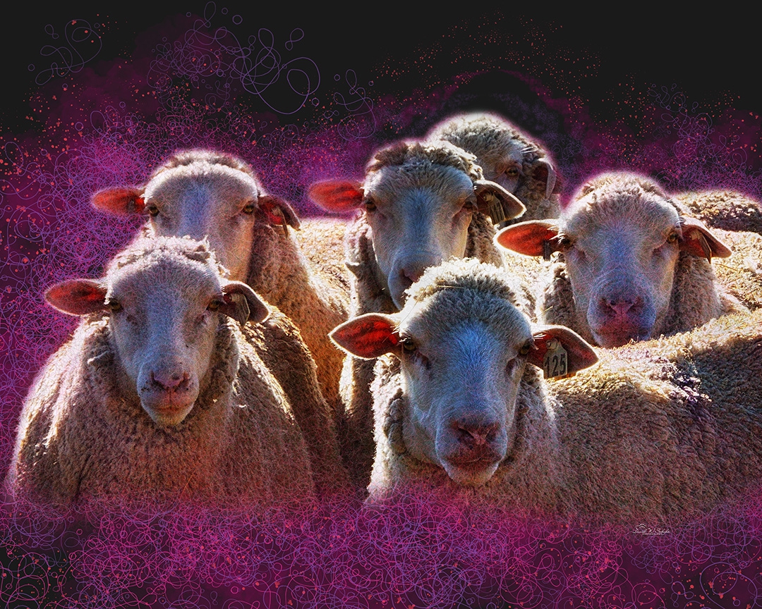 Click here to view Ethereal Ewes by David W Schafer