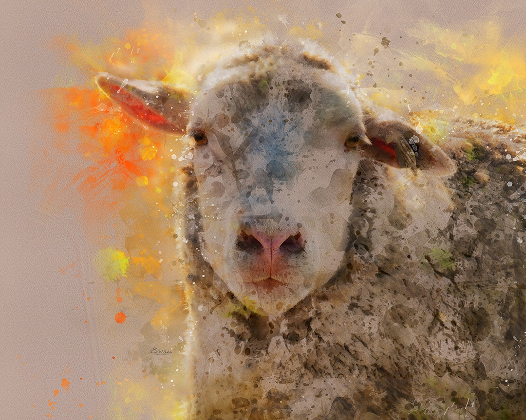 Click here to view Impressionistic Ewe by David W Schafer