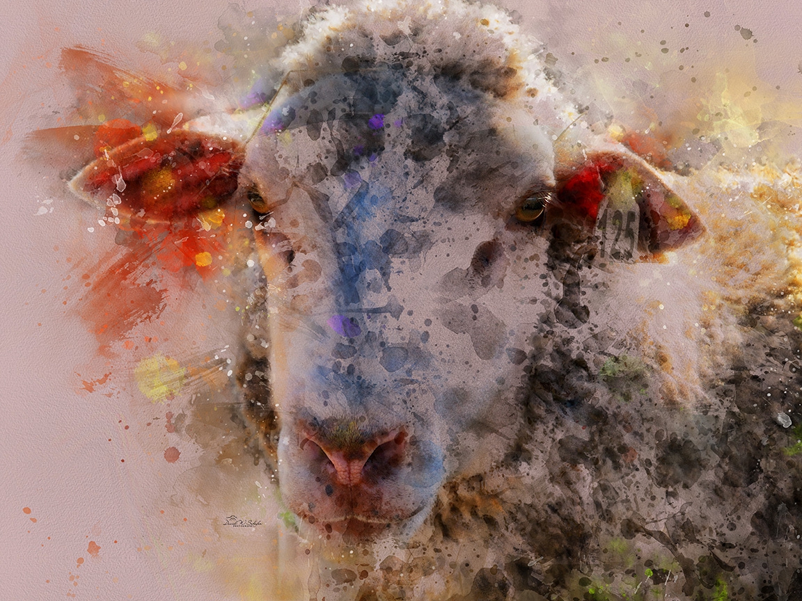 Ethereal Essence in Ewe's Gaze by David W Schafer