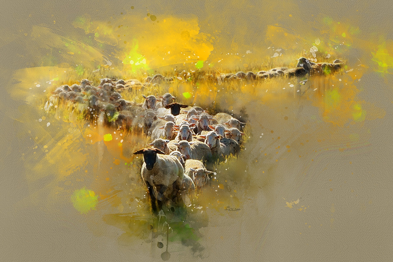 Click here to view Leading Ewe by David W Schafer