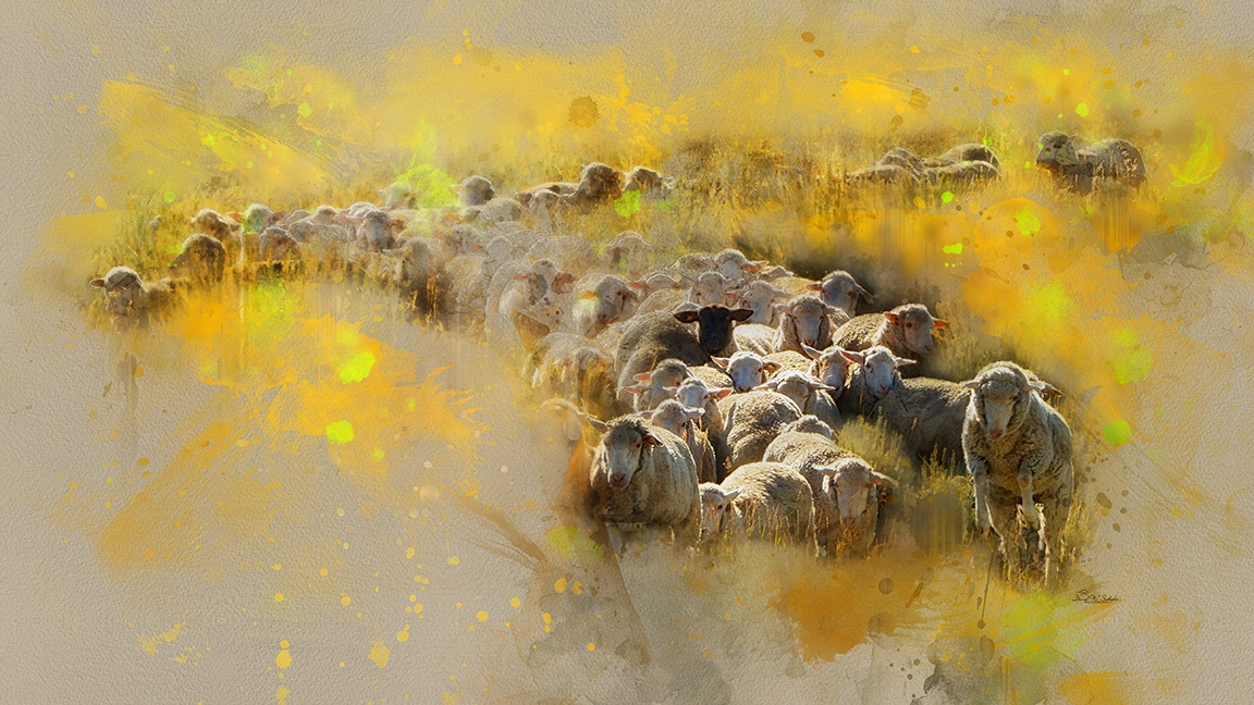 Click here to view Emerging Ewes by David W Schafer