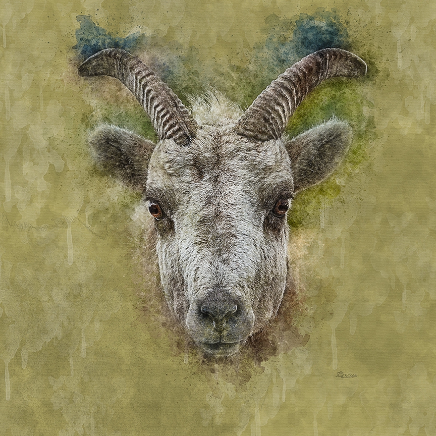 Bold Bighorn by David W Schafer