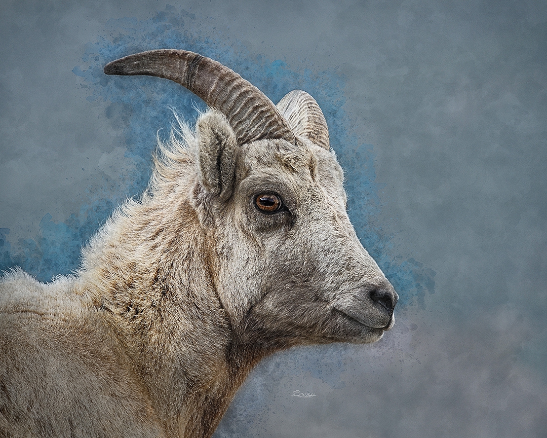 Young Bighorn Ewe by David W Schafer
