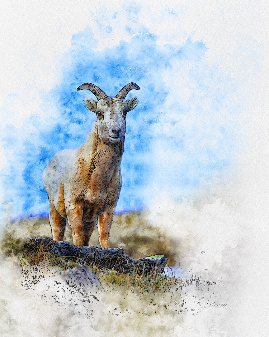 Baa-rillance Amidst Blue by David W Schafer