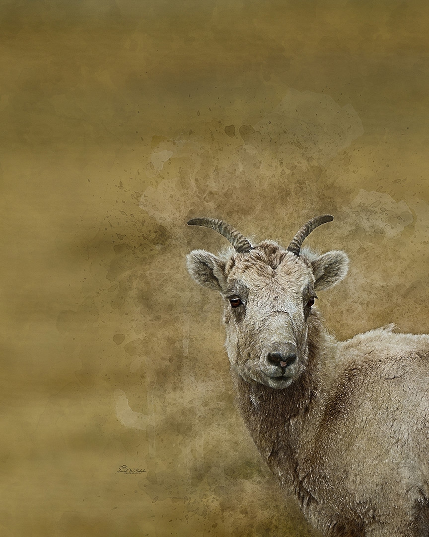 Click here to view Young Bighorn's Serene Portrait by David W Schafer