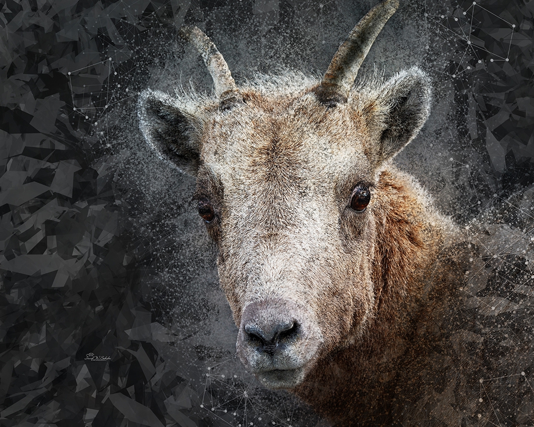 Click here to view Big-Eyed Bighorn Ewe by David W Schafer