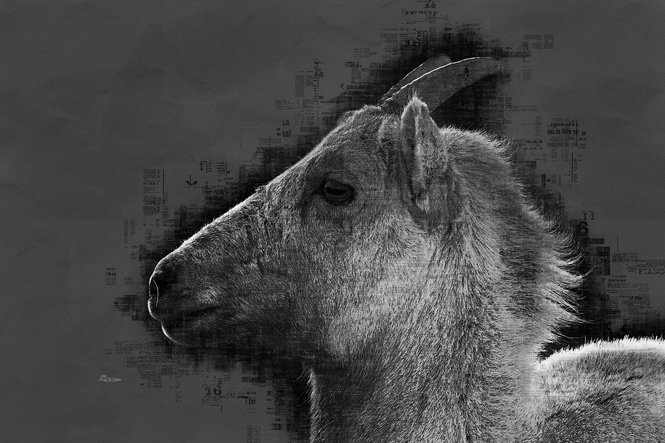 Bighorn M-ewe-sings by David W Schafer
