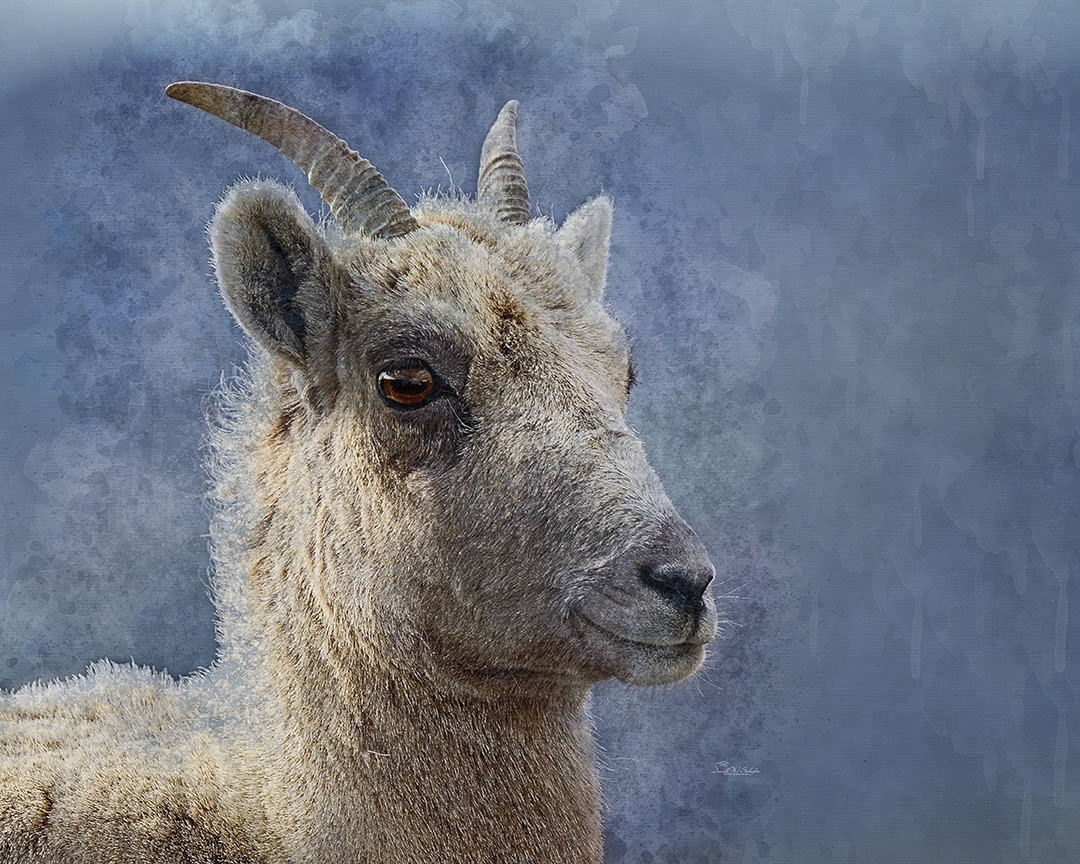 Ewethful Bighorn by David W Schafer