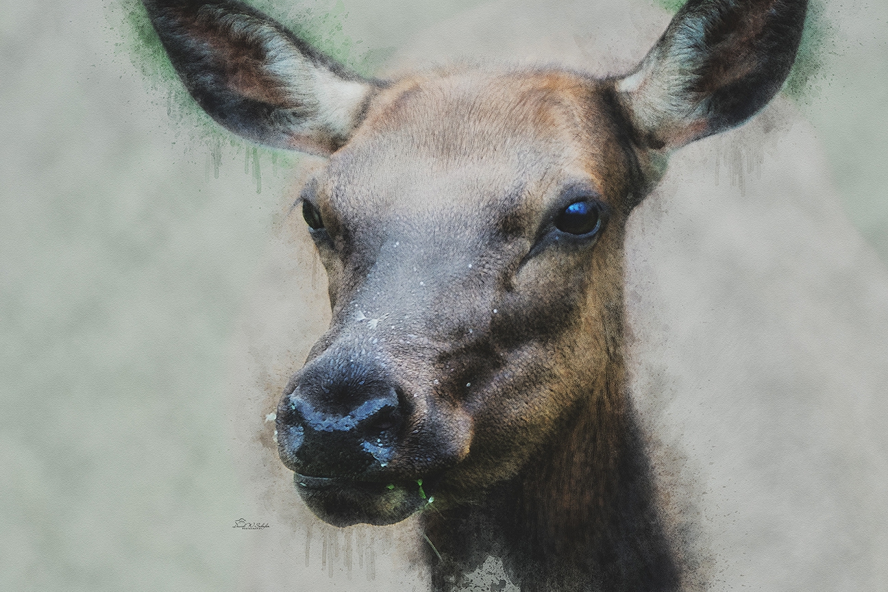 Nose to Nose with Nature by David W Schafer