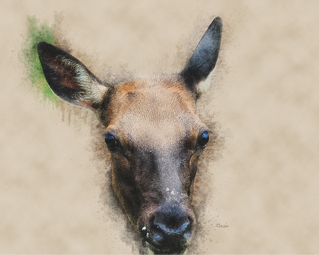 Click here to view Wide-Eyed Wapiti by David W Schafer