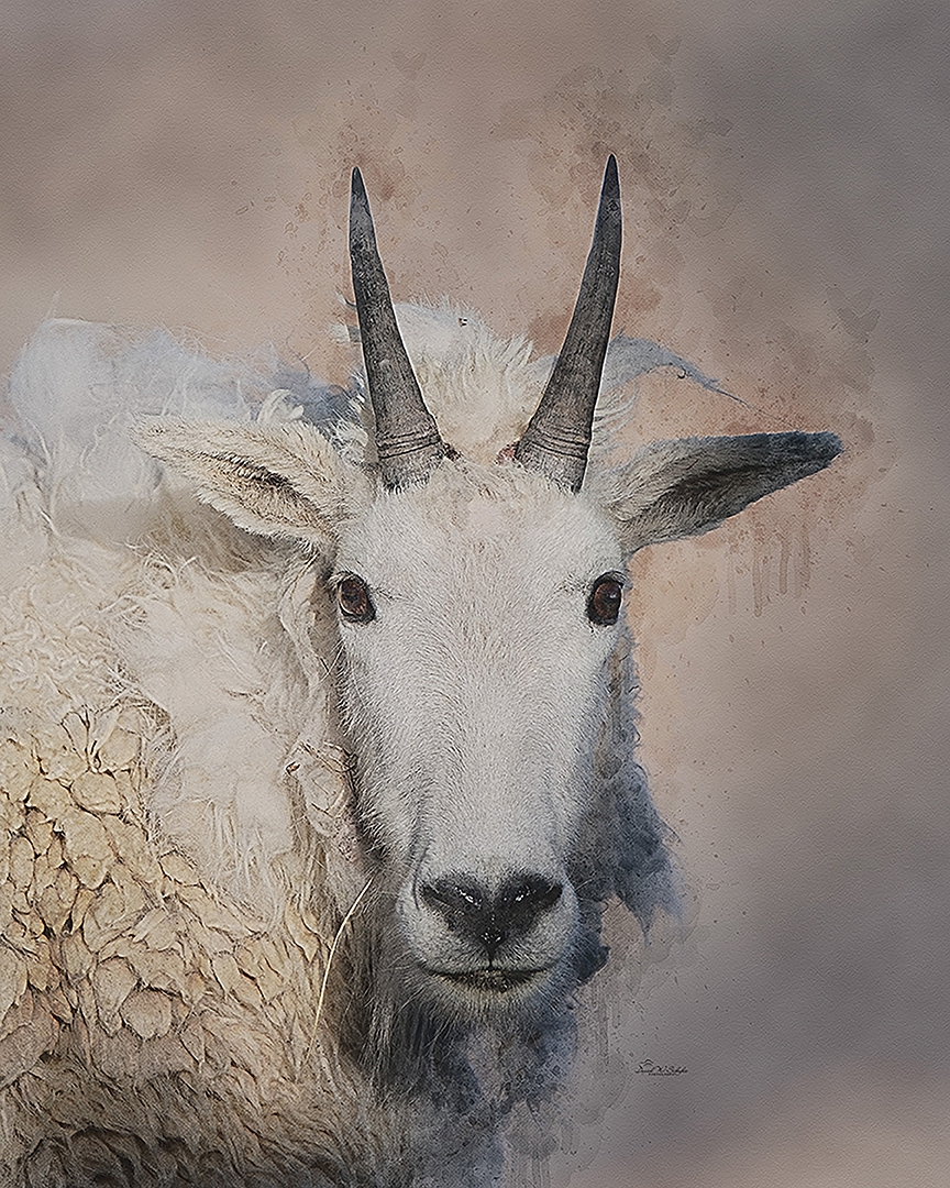 Click here to view Mountain Goat Gaze by David W Schafer